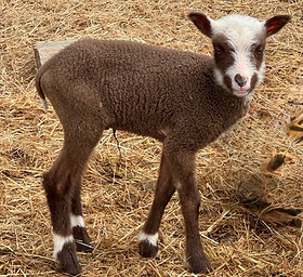 2025 Lambs | Fox Farm