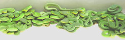 White-lipped tree viper - Trimeresurus (cryptelytrops) albolabris