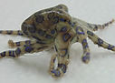 Blue ring octopus - Hapalochlaena lunulata