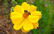 sulphur cosmos.jpg