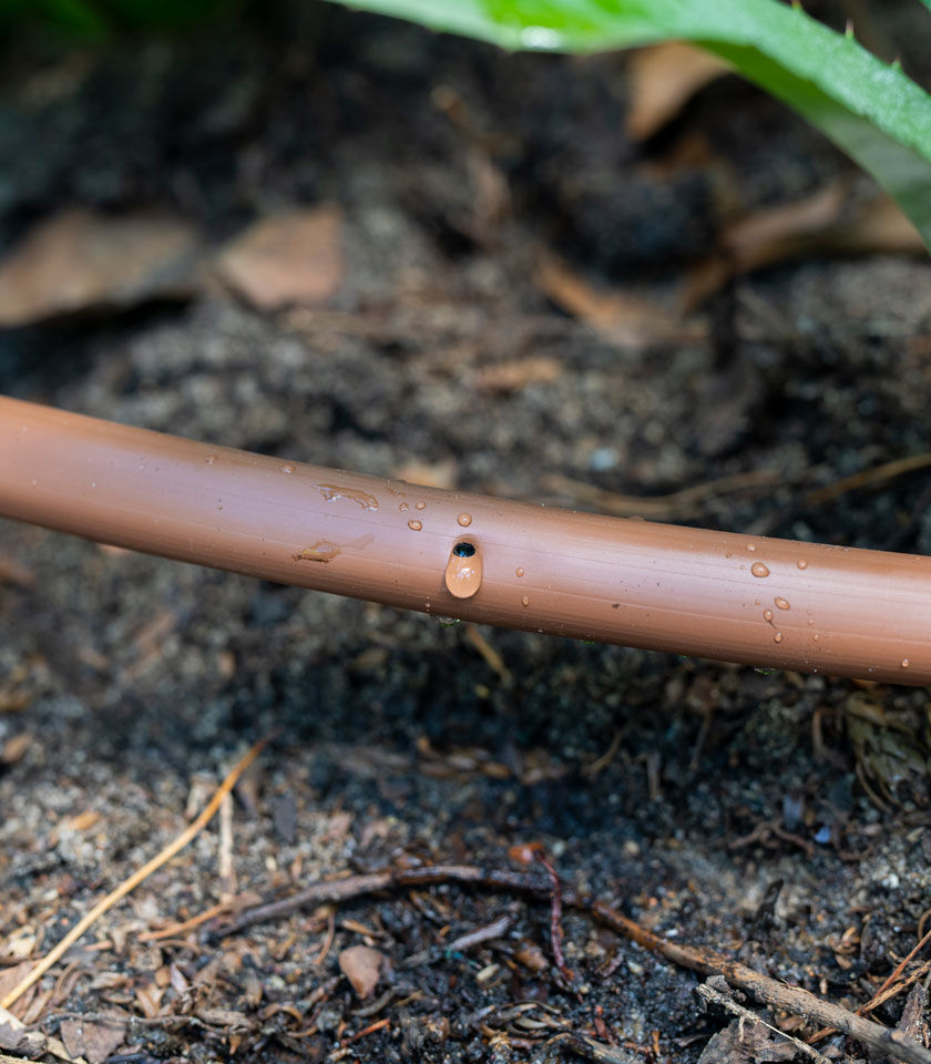 Drip, Drop, and Thrive: Why Drip Irrigation is Essential in California