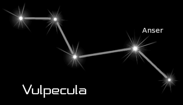 vulpecula_black