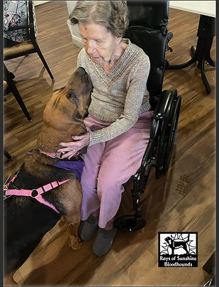 Buttercup on therapy visit making a new friend.