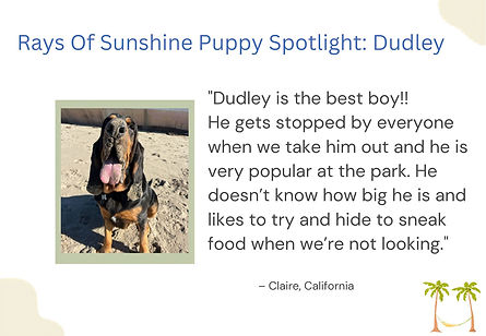 PUPPY SPOTLIGHT - DUDLEY