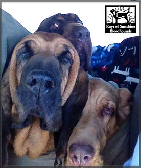 Bloodhounds Delilah, Stella and Jeb.