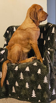 RED BLOODHOUND SITTING IN CHAIR