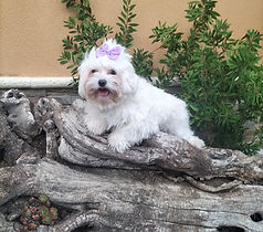 Bichon Maltés Cachorrita.jpeg