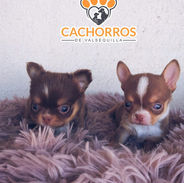 Chihuahua.jpeg