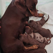 Cachorros Chocolate2.jpeg