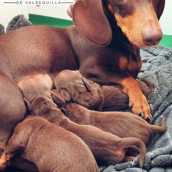 perro salchicha de chocolate de pelo largo