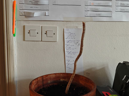 Škandal v pisarni - nastradala palma!