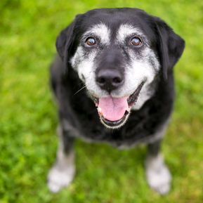 Keeping An Older Dog Happy