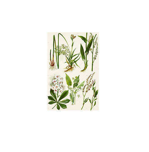 photo-color-illustration-of-flowers-in.j