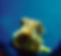 S__36839427.jpg