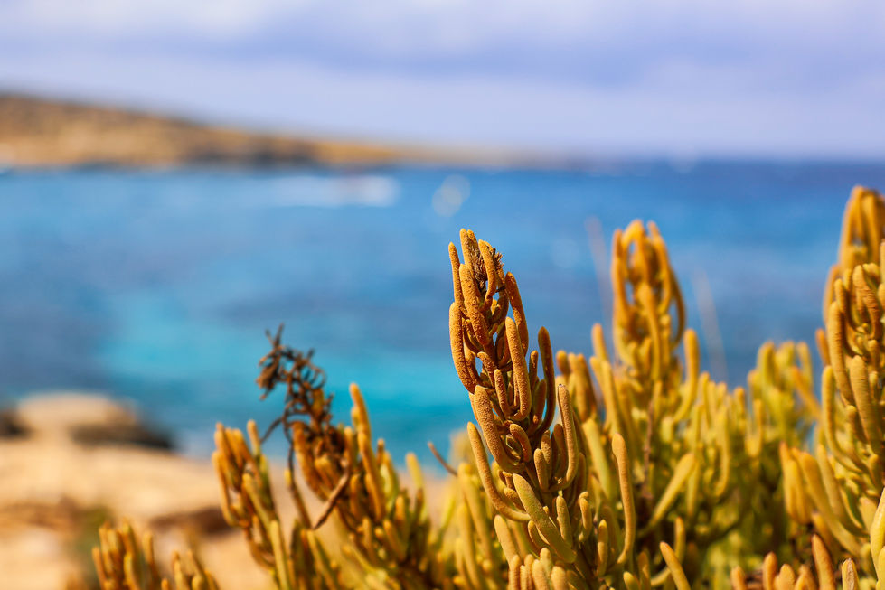 Malta -7