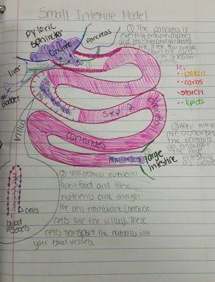 Small Intestine Model