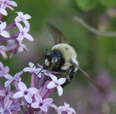 6IMG_4720large carpenter bee2.jpg