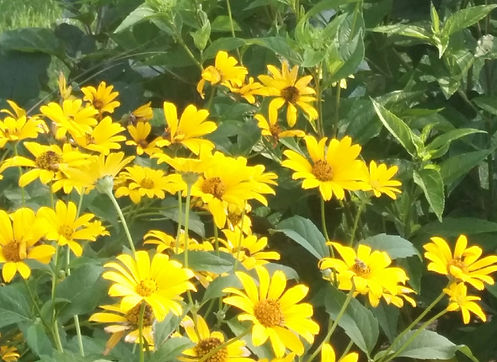 sweet oxeye 1.jpg