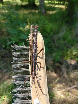 A pair of southern two-striped walkingsticks mating on the handle of a wire brush.