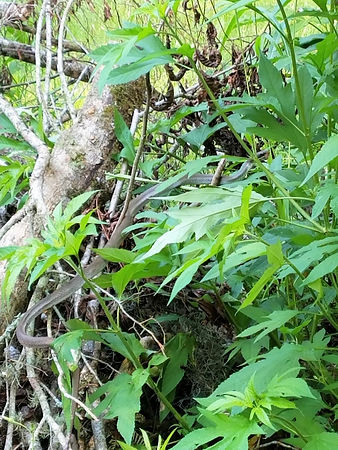 A black-masked racer snake suspended in tree branches.
