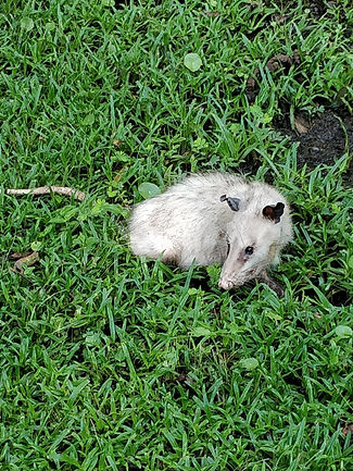 An oppossum sitting in the grass.