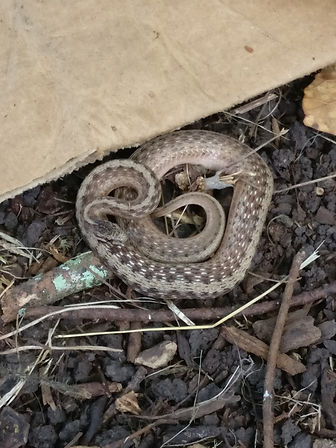 A DeKay's brown snake coiled near a piece of cardboard on the ground.