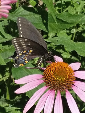 A spicebush swallowtail butterfly sipping nectar from a purple coneflower.
