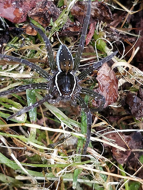 Six Spotted Fishing Spider (Dolomedes triton)