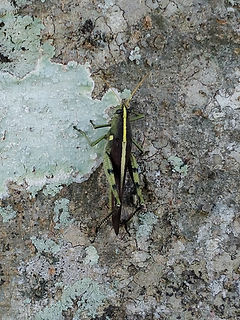 Obscure Bird grasshopper on tree bark with white lichen.