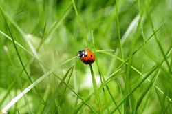 Ladybird