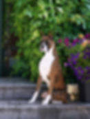 Ripn T Boxersopy of Braxton1