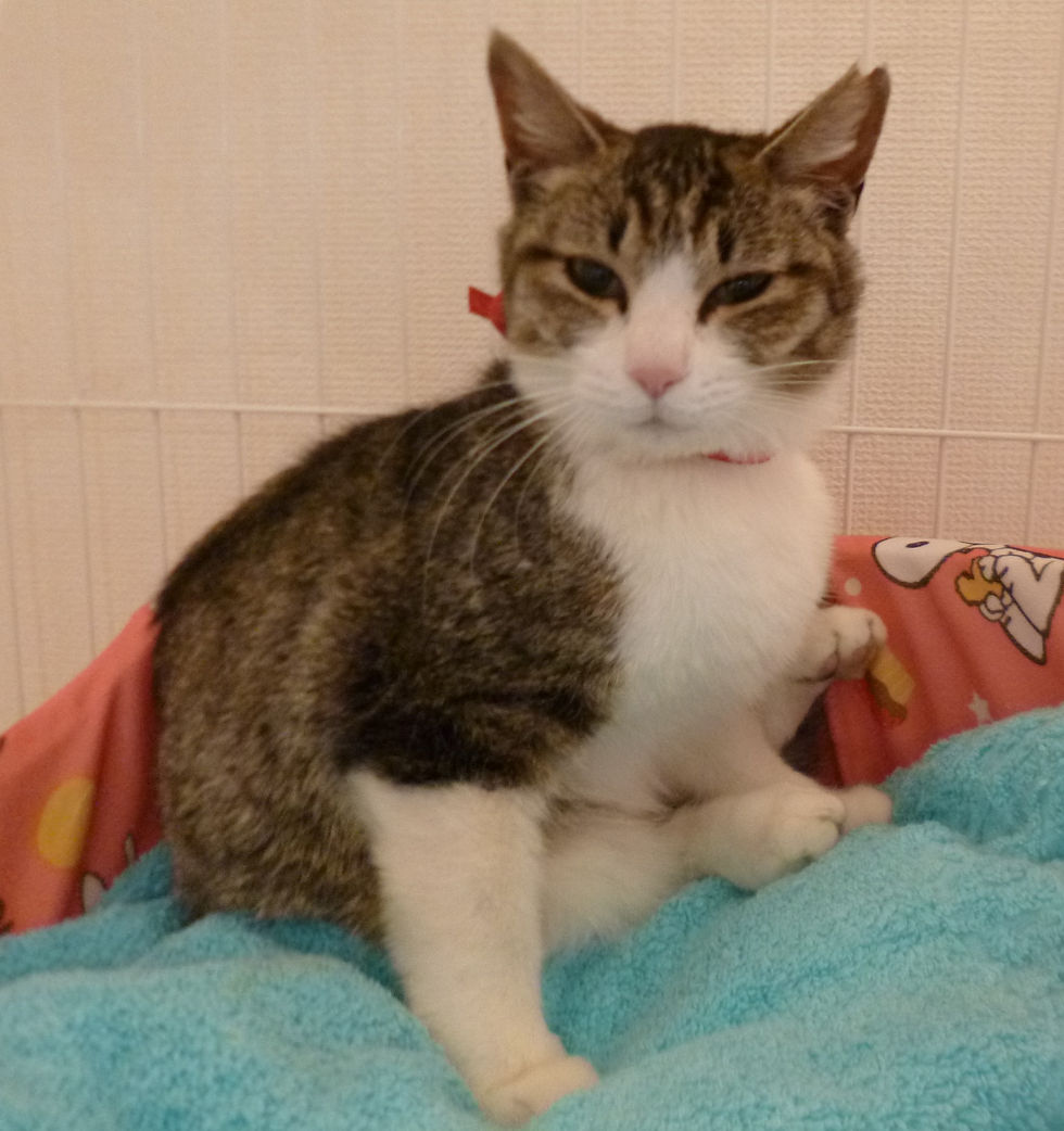 あかりやの看板娘　“あかね”です。