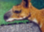 Kangaroo Illustration