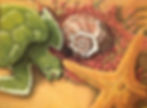 Sea Still Life