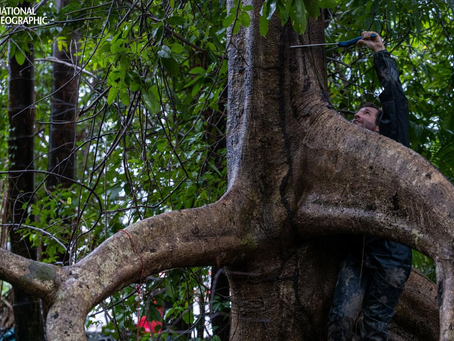 Manguezal de água doce é descoberto na Amazônia
