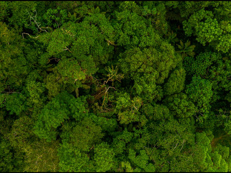 Inventário de Biomassa: Conhecendo a Floresta que Sustenta a Vida