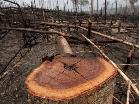 Em 36 anos, Amazônia perdeu área equivalente ao território do Chile, aponta pesquisa
