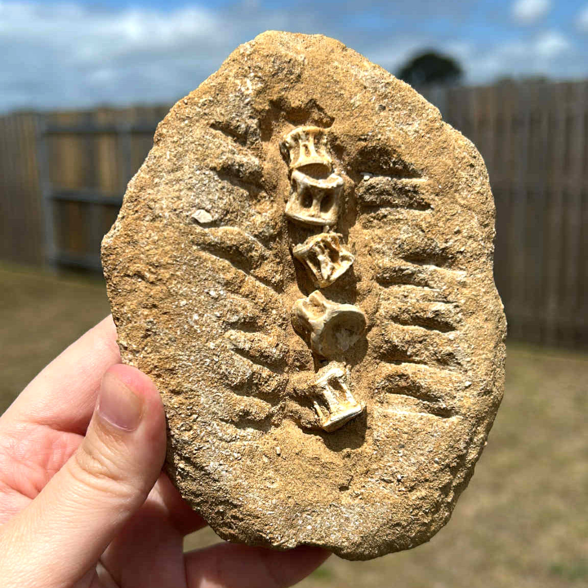 Fossilized Vertebrae E