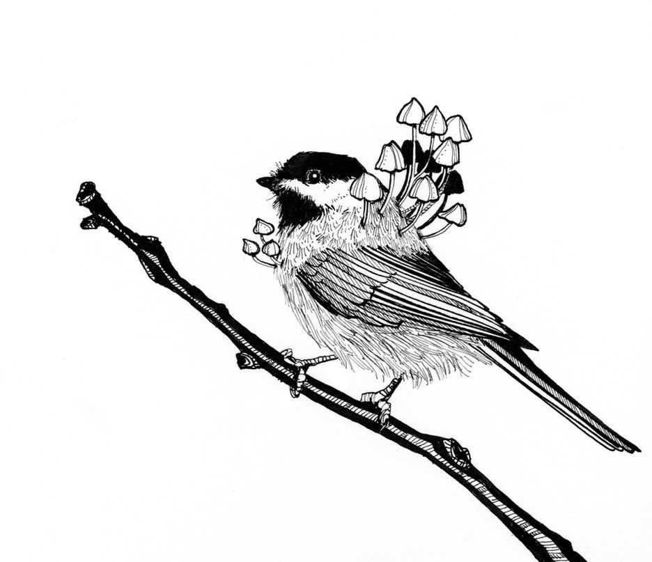bird.jpeg