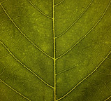 leaf texture_edited_edited.jpg