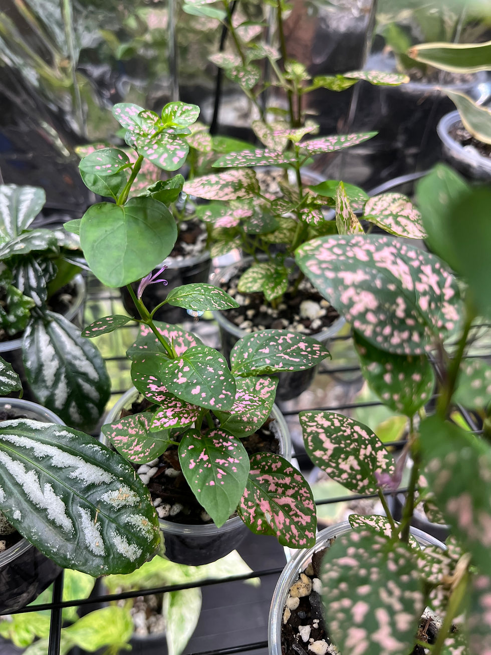 Polka Dot Plants