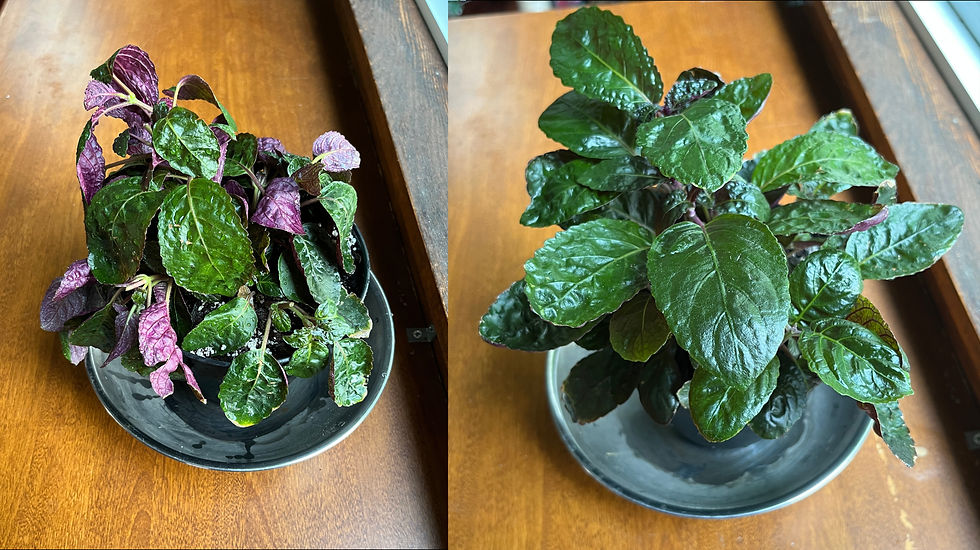 purple waffle plant being dramatic before and after watering