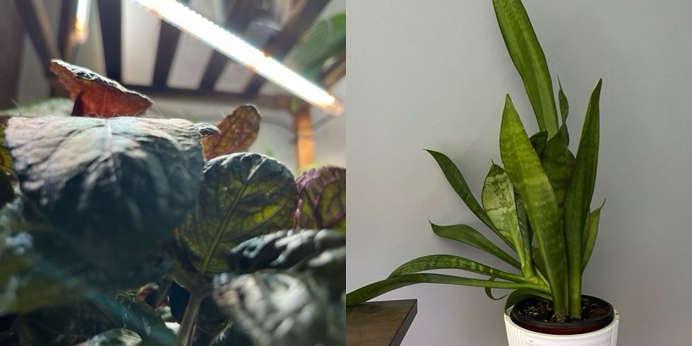 Purple waffle plant under a grow light on left and snake plant in medium-low light on right