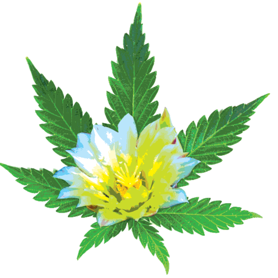 Desert Bloom Re Leaf Center Medical Marijuana 8060 East 22nd Street