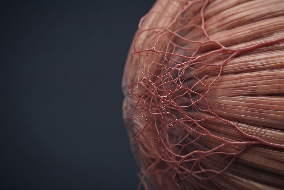 Network of fine capillaries spreading across the surface of skeletal muscle fibres on a dark background.