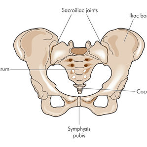 The anatomy of sacroiliac joint