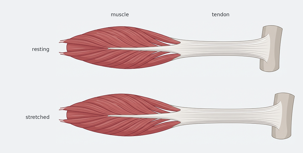 Two-panel illustration of a muscle-tendon unit showing muscle fascicles holding length while the tendon elongates under load.