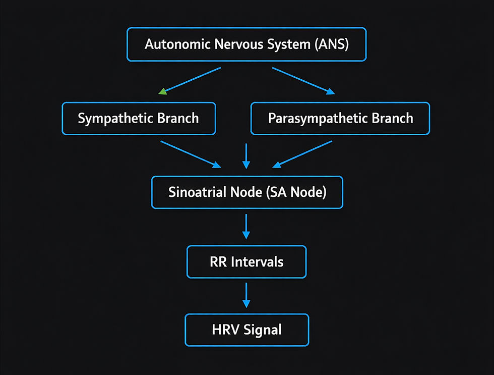 ANS diagram