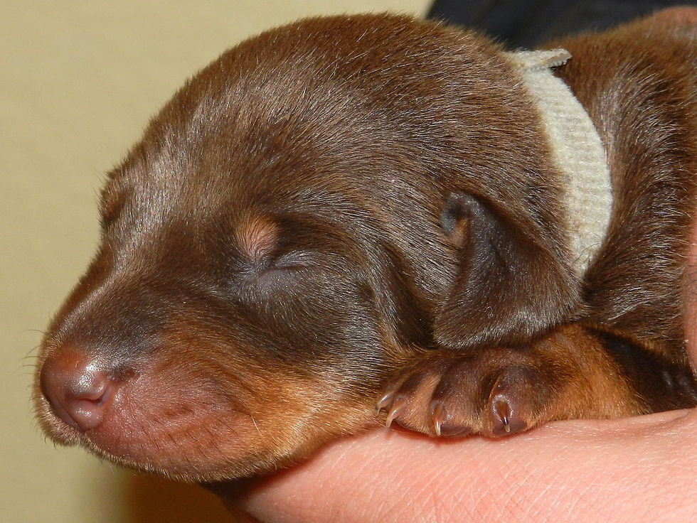Desi1weekSILVERboy