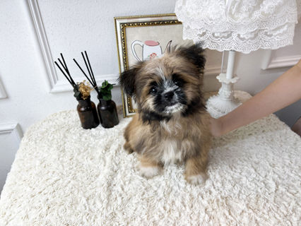 Adorable Boy Maltipom

Total price 1000USD

------------------------------------------

We have the prettiest puppies in korea and our customers adopt puppies really fast. In order to adopt a puppy, first thing you need to do is ask if it is available to us, and we will tell you the result.

-------------------------------------------

24-hour adoption counseling

23, Yeongjung-ro, Yeongdeungpo-gu, Seoul, Republic of Korea 07301

 

KakaoTalk : BabymongHQ

​WhatsApp : +82-10-2214-0186

​WeChat : Babymongoverseas

​https://www.instagram.com/koreatinypuppies/